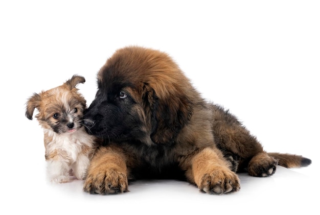 Young Leonberger and lhasa apso in front of white background