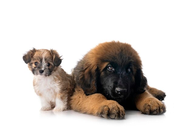 Young Leonberger and lhasa apso in front of white background