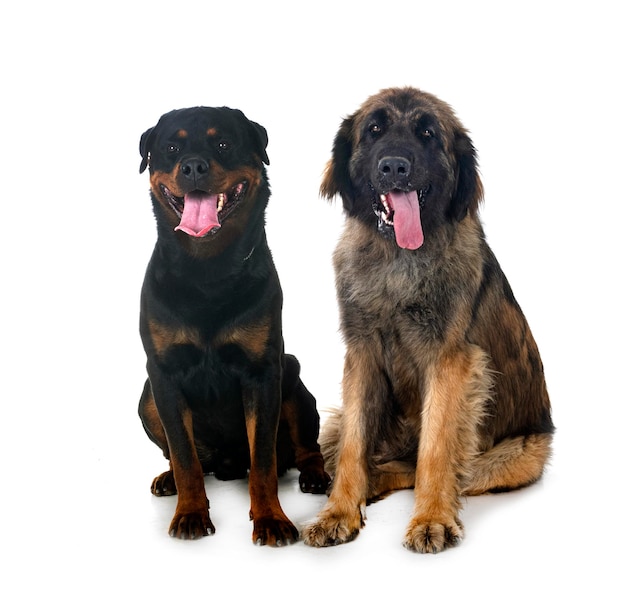 young Leonberger and rottweiler in front of white background