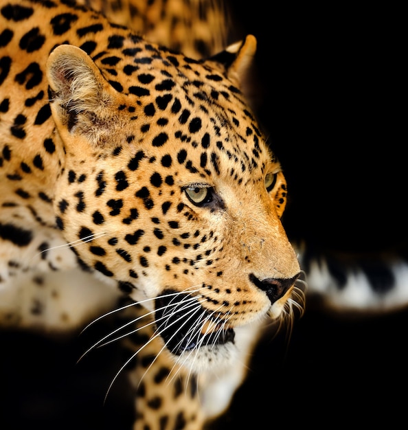 Young leopard on dark background