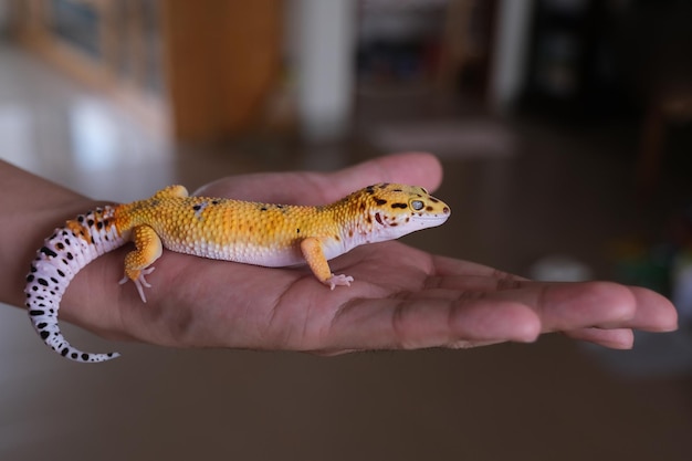 A young leopard gecko in a man's hand