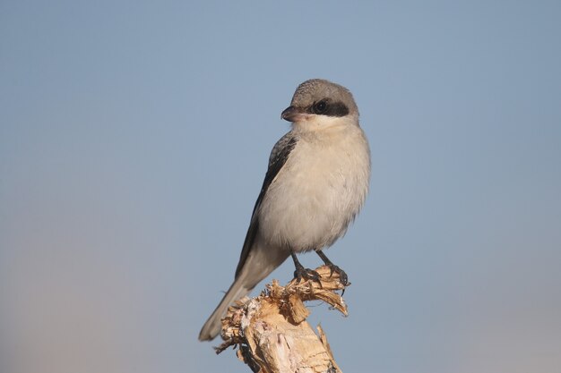 A young lesser gray shrike (Lanius minor) sits on a dry branch of a plant against a bright blue sky. Close-up detailed photo of a bird