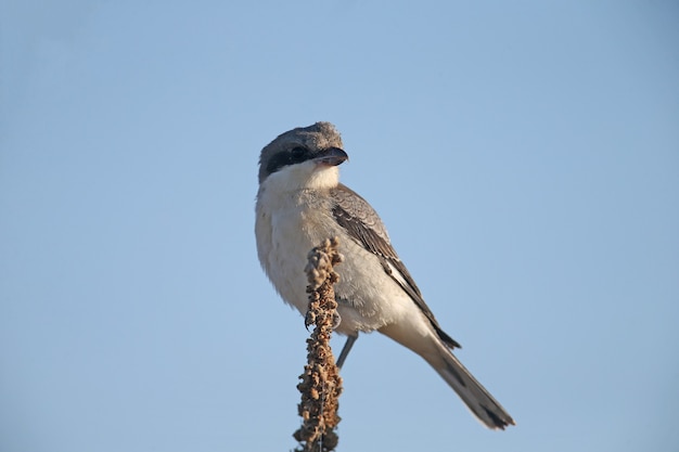 A young lesser gray shrike (Lanius minor) sits on a dry branch of a plant against a bright blue sky. Close-up detailed photo of a bird