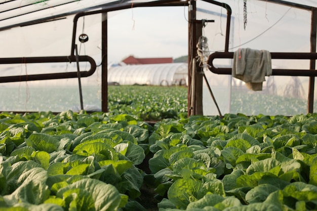 Young lettuce is planted inside the greenhouse in early spring