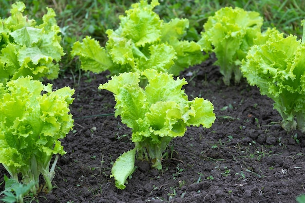 Photo young lettuce leaves growing in garden in springtime