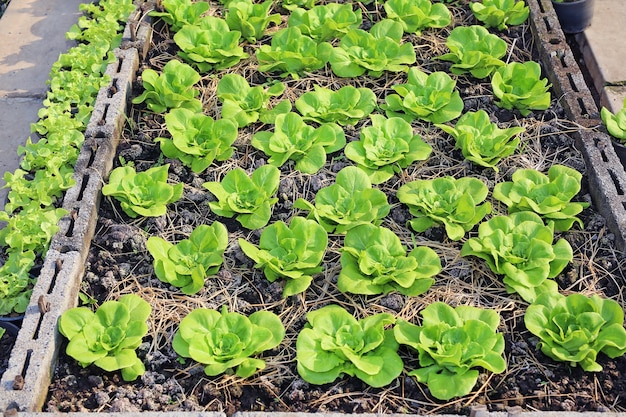 Young lettuce plants