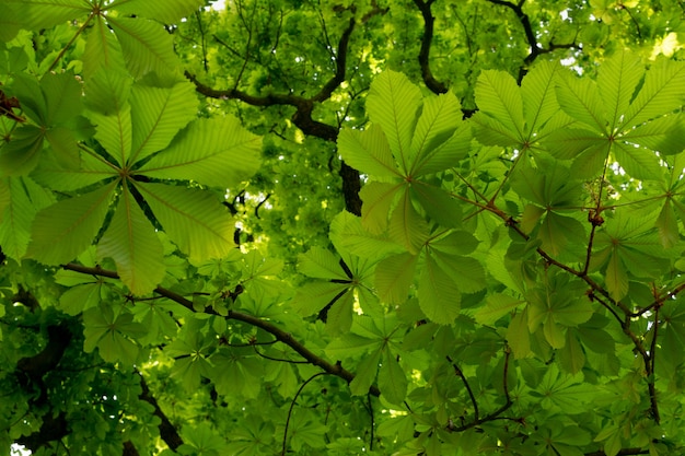 Молодой светло зеленый каштан листьями текстуры фона