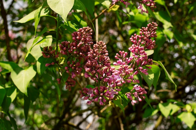 Young lilac flowers among green leaves closeup