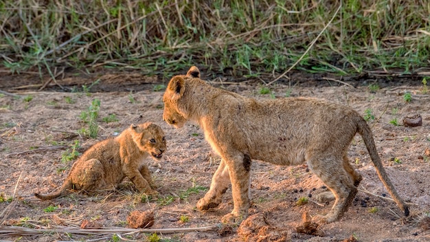 Giovane cucciolo di leone che ringhia ad un cucciolo di leone più anziano