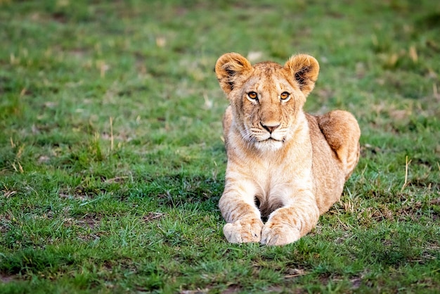 Young lion cub lying in grass