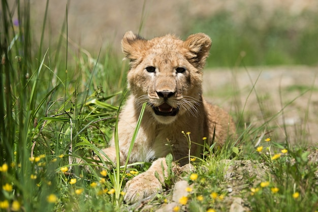 молодой львенок в дикой природе