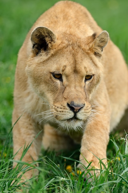 Young lion in green grass