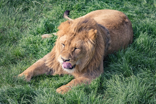 Il giovane leone si sta leccando sdraiato sull'erba verde