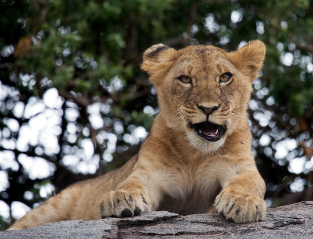 Young lion is yawning. Funny expression muzzles. Savannah. National Park. Kenya. Tanzania. Masai Mara. Serengeti.