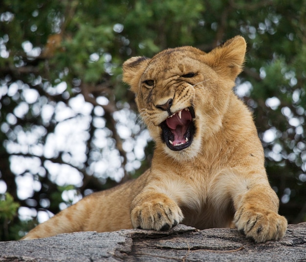 Photo young lion is yawning. funny expression muzzles. savannah. national park. kenya. tanzania. masai mara. serengeti.