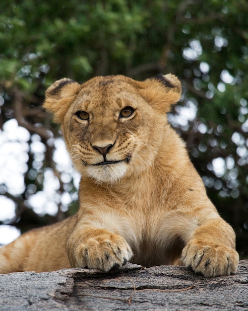 Young lion lying on a big rock. National Park. Kenya. Tanzania. Masai Mara. Serengeti.