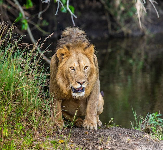 草の中の小さな池の近くの若いライオン。ケニア。タンザニア。アフリカ。