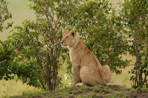 Giovane leone nella savana