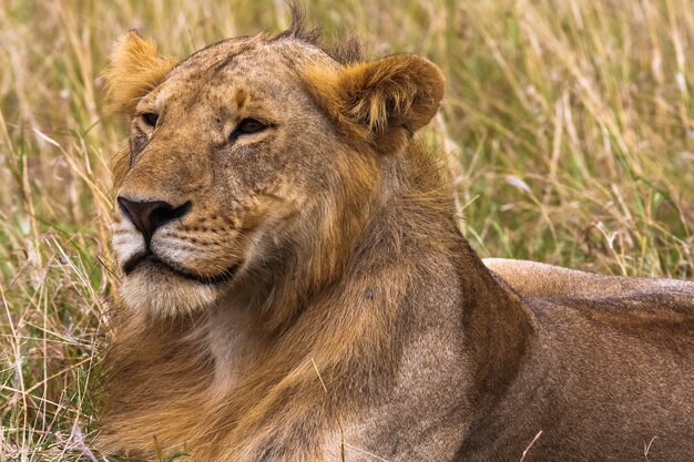 Photo young lion in the savannah.