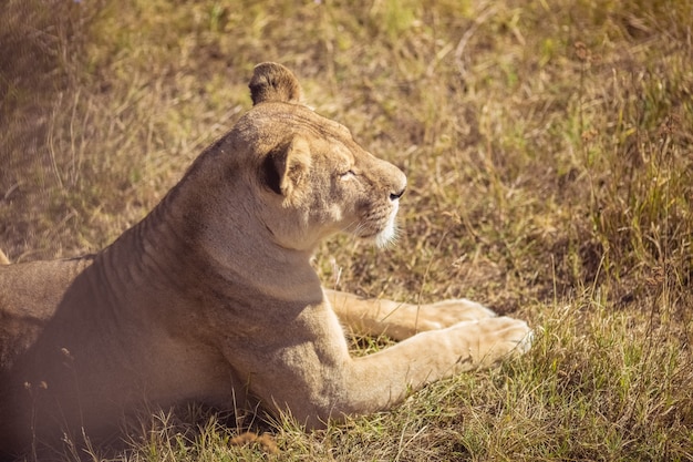 Una giovane leonessa è seduta. una bella leonessa si crogiola al sole.