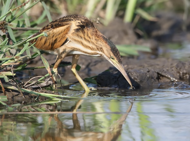 Young little bittern hunting on the water. Close up scene in soft evening light.