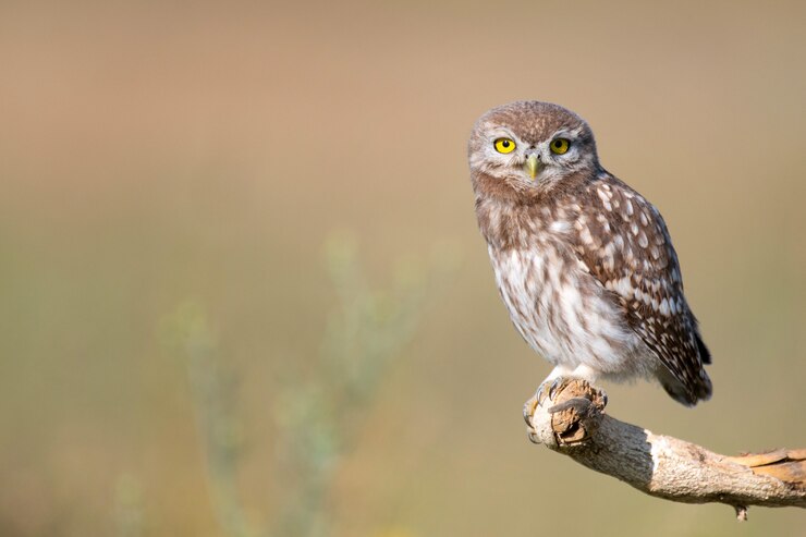 Молодая маленькая сова, Athene noctua, стоит на палочке на красивом фоне
