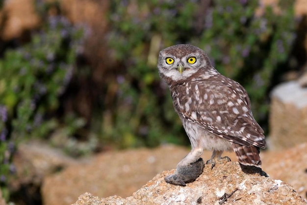 Молодой сыч Athene noctua стоит на камне и держит мышь в лапе