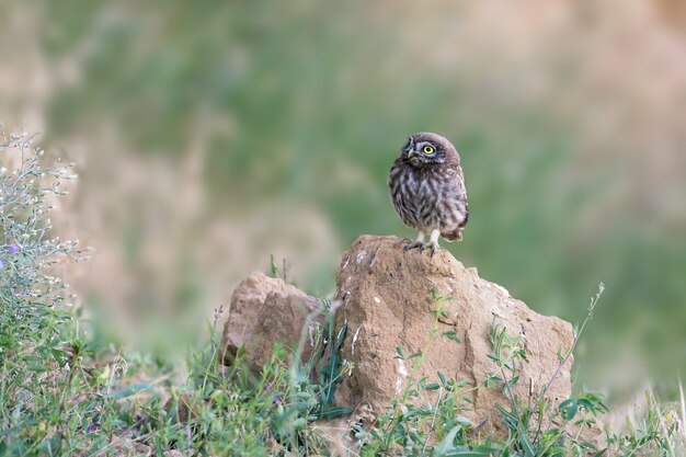 Young little owl on natural habitat