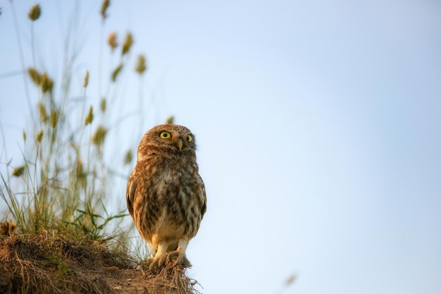 Маленькая сова стоит в траве на краю обрыва на фоне неба.