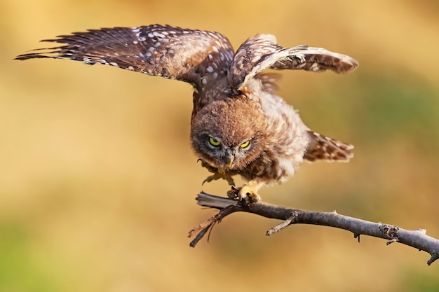 Молодая сова с широко открытыми крыльями