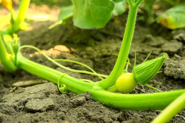 a young little pumpkin grows on a vegetable farm. pumpkin cultivation concept