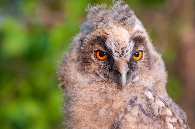 Young long-eared owl (Asio otus). Close up