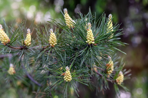 Young lump on a pine branch Conifers