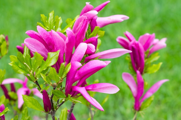 Giovane albero della magnolia, magnolie rosa sul fondo dell'erba