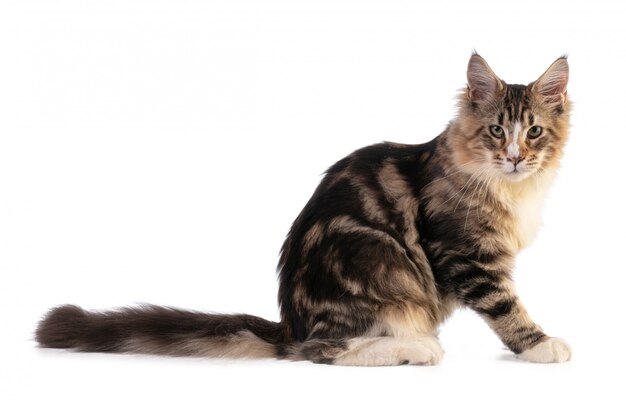 Young Maine coon sitting