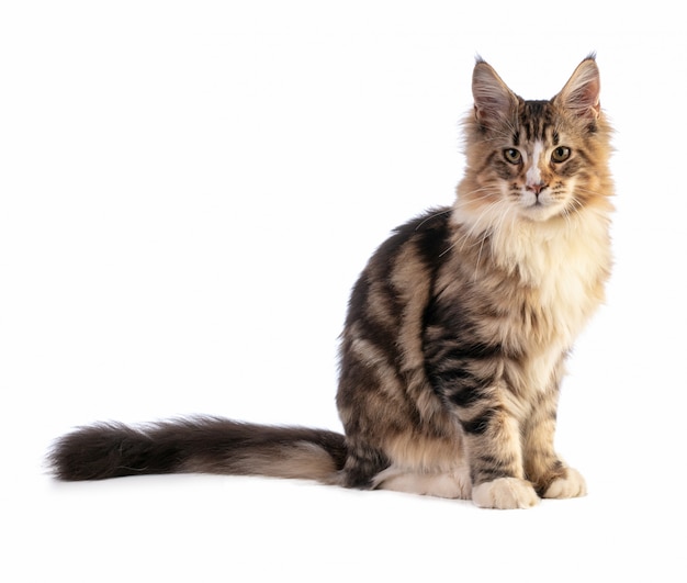 Young Maine coon sitting