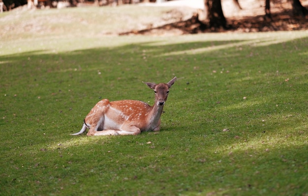 Foto giovane cervo maschio sull'erba con un fuoco selettivo piccolo cervo bambi