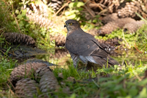 Young male of Eurasian sparrow hawk at a natural water point in a pine forest in summer