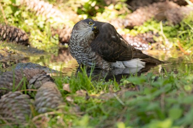 Young male Eurasian sparrow hawk at a natural water point in a pine forest in summer