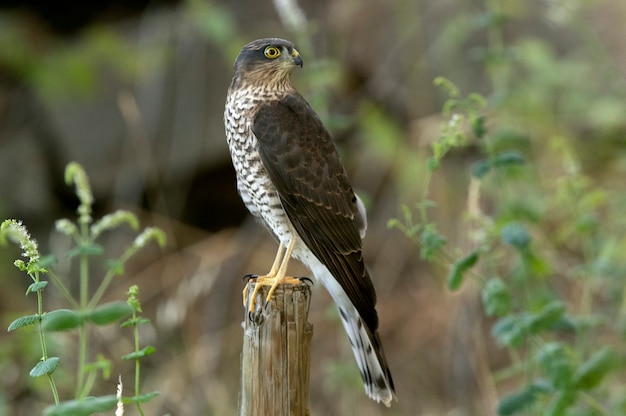 Young male Eurasian sparrow hawk at a natural water point in a pine forest in summer