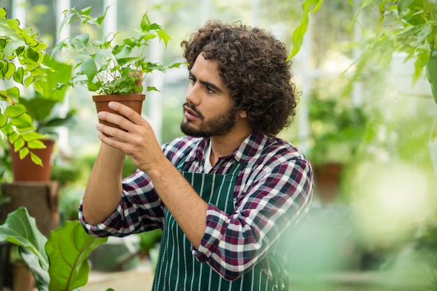 Young male gardener examining potted plant