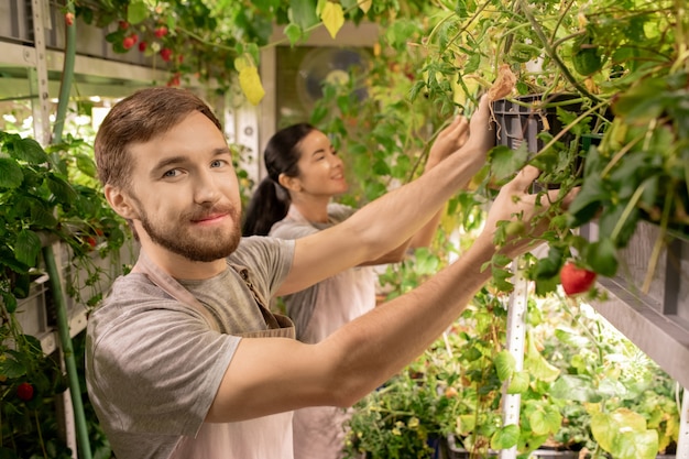 Young male greenhouse worker in uniform looking at you while taking care of growing tomatoes on background of woman