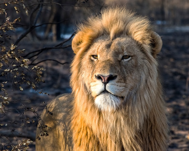 Giovane leone maschio nella luce dorata del mattino in sud africa