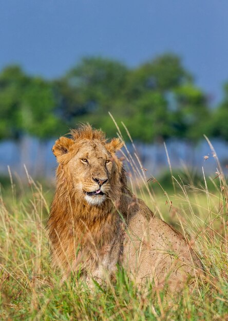 Il giovane leone maschio è seduto sull'erba nella savana. parco nazionale di masai mara. parco nazionale del serengeti.