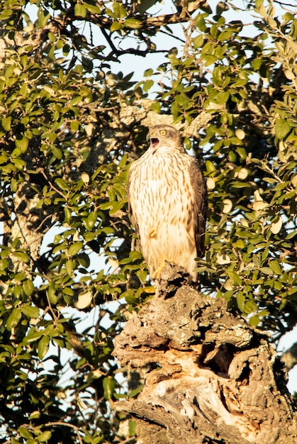 Young male Northern goshawk eating a prey in an oak and pine forest