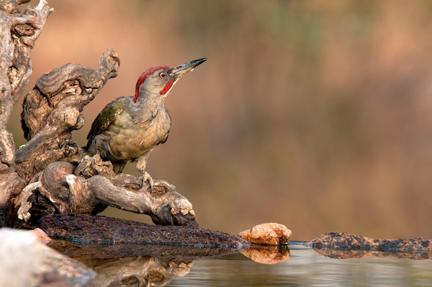 Молодой самец Picus viridis, пьющий в водном пункте летом, Зеленый дятел, дятел