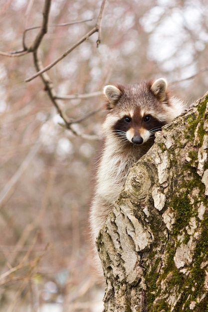 木の幹のクローズアップに若い男性アライグマうがい