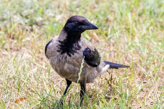 A young male warrior with a shield