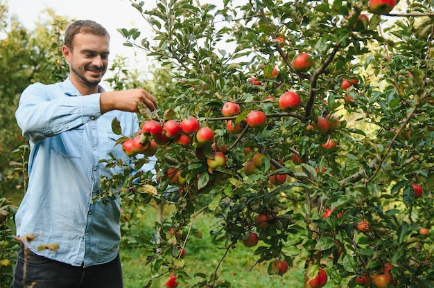 Young man admires apples in the tree.