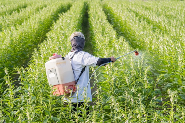 Молодой человек-фермер распыляет пестициды (сельскохозяйственные химикаты) на своем собственном кунжутном поле для предотвращения вредителей и болезней растений по утрам, крупный план, Сиган, Тайнань, Тайвань